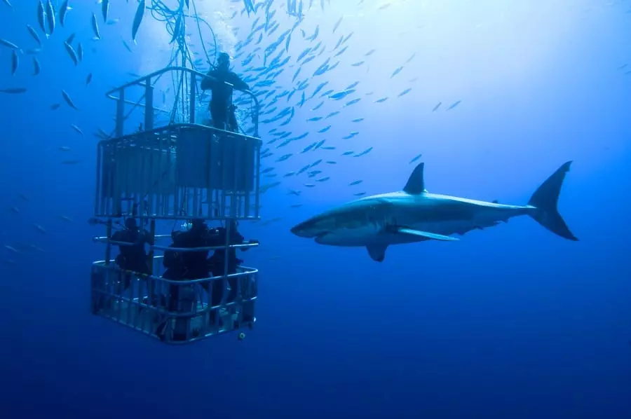 Shark-Cage-Diving-in-Cape-Town-ecret-Cape-Town